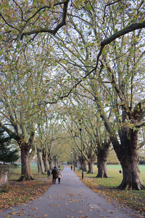 Tree Lines Avenue, Jesus Green, Cambridge Photography
