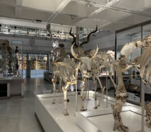 The Zoology Museum