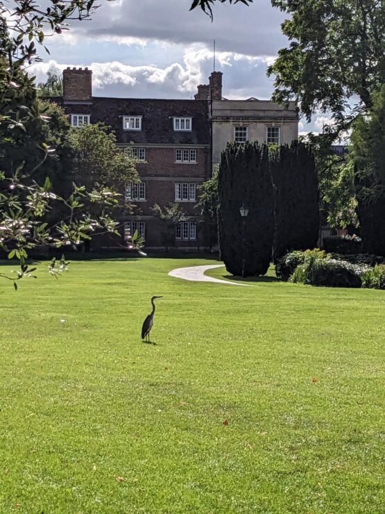 A heron on the grass on Emmanuel College Cambridge grounds of the paddock with trees and buildings in the background