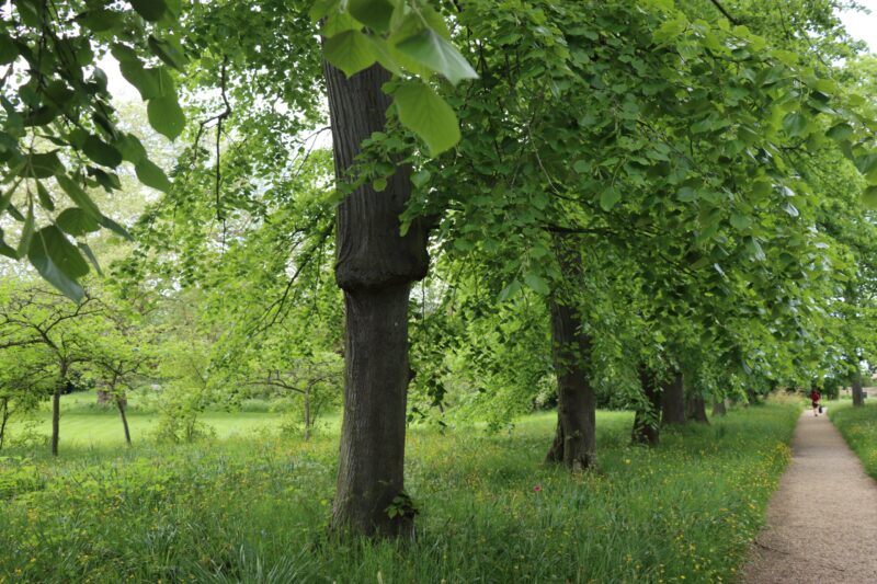 Jesus Green in Cambridge in spring with trees and flowers and a path