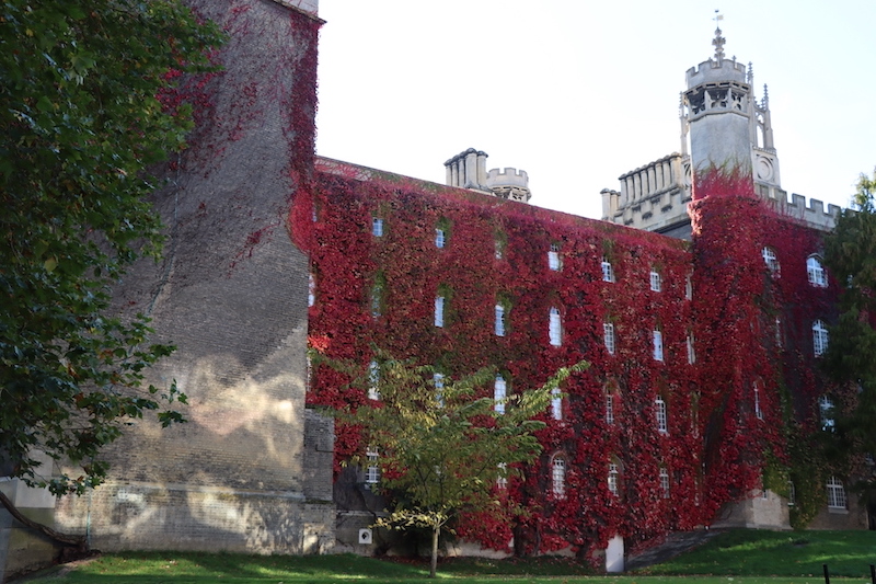 lovely red boston ivy, viewed during a cambridge punting tour