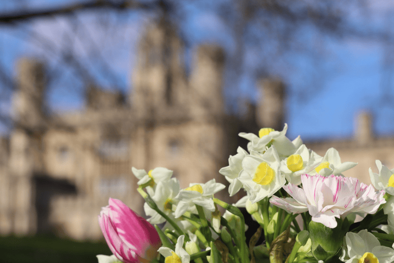 Daffodils and a pink tulip in the foreground with a blurred Cambridge college behind, spring punting