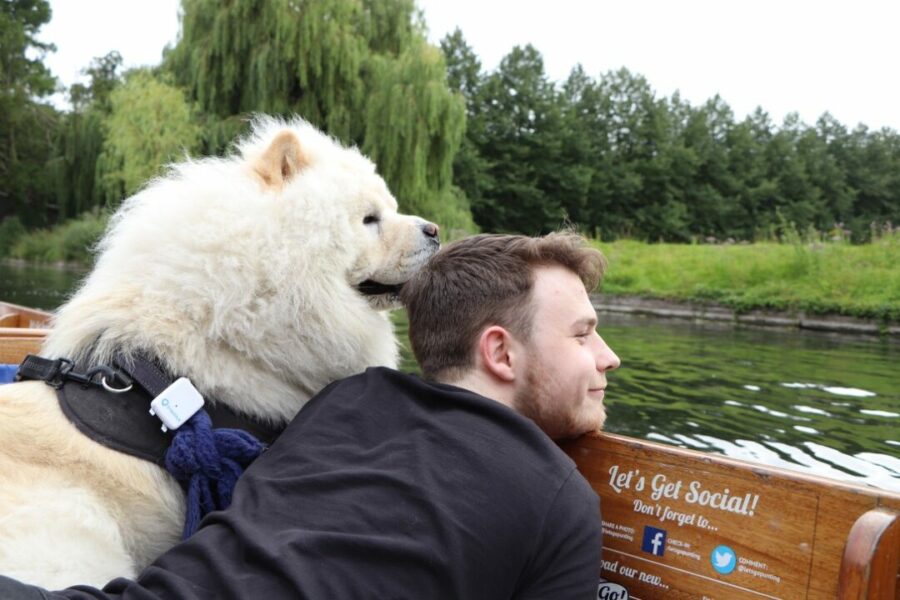 Fluffy white chow chow sitting beside its owner on a dog-friendly punt on the River Cam.