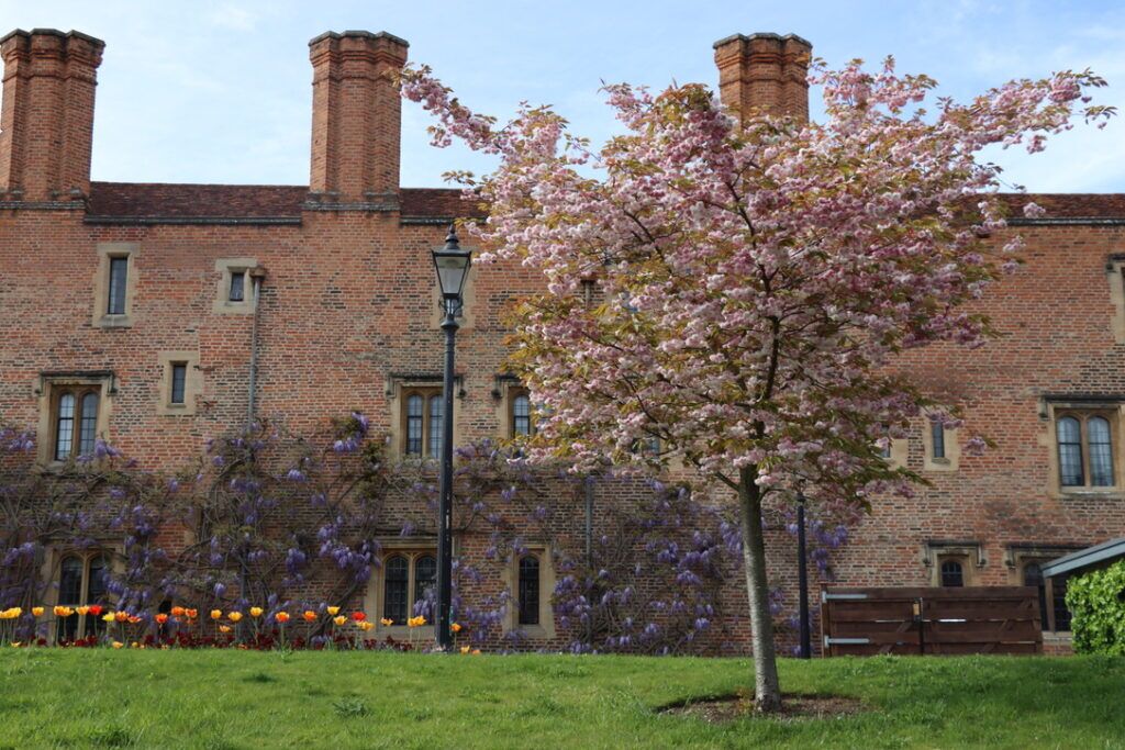 Spring flowers Magdalene College taken from a punt on the River Cam