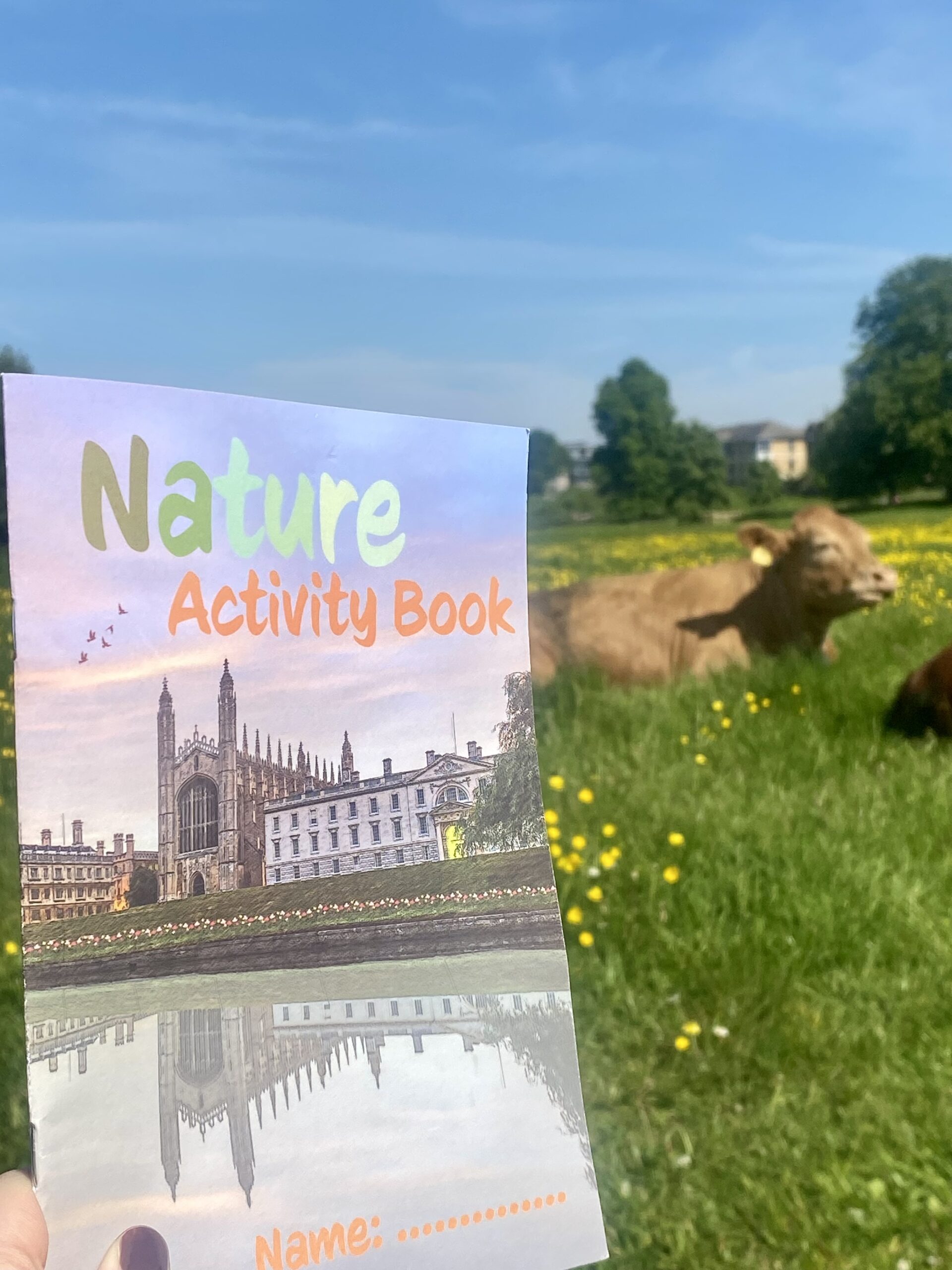 nature activity booklet with cows in background Cambridge