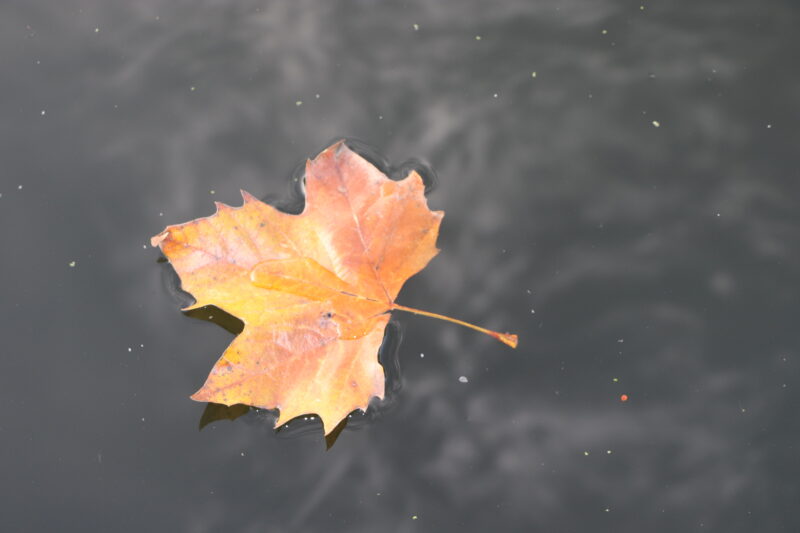 Single orange autumn leaf floating on the dark, still water of the River Cam.