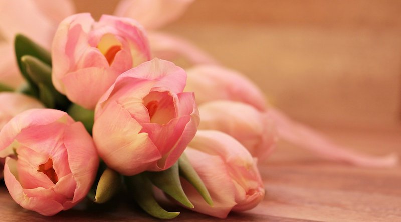 Close-up of a bouquet of soft pink tulips, a classic Valentine's Day gift.