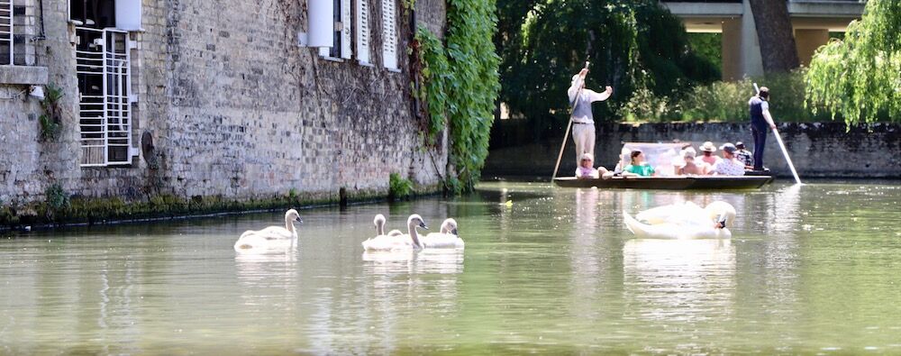 Swans swimming in front of a punt beside old stone walls on a calm stretch of river.